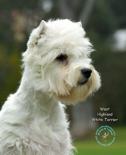 West Highland White Terrier 9J29D-10.JPG